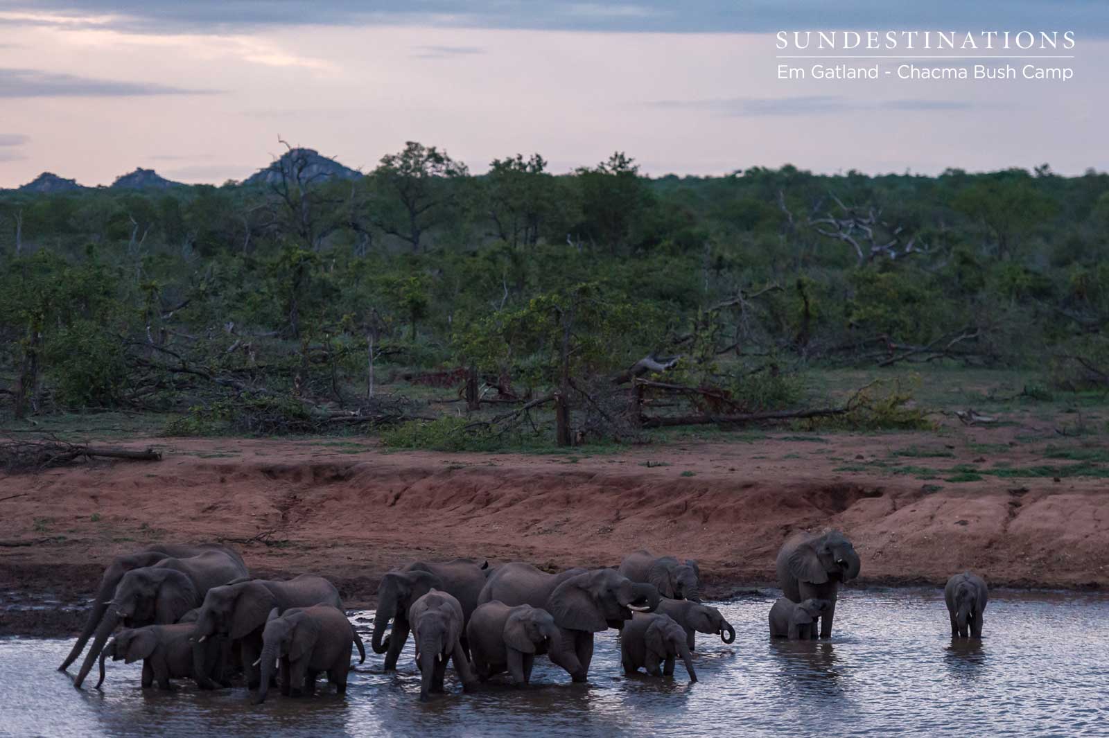 Chacma Elephant Herds