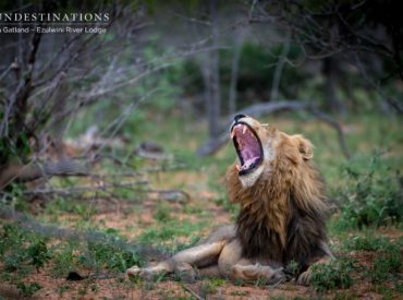 With their hallmark swagger, burly presence and menacing incisors designed to shred meat with blade like precision; the Machaton male lions have certainly emerged the victors in terms of creating the much talked about “landscape of fear” here in the Balule. The Machaton boys make up the bulk of the male lion sightings at Ezulwini Game […]