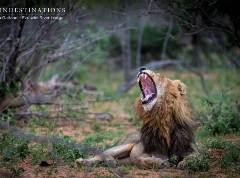 Ezulwini Game Lodges : Balule’s Machaton Male Lions to be Feared