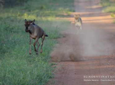 The intrepid khaki team spearheading the game drives at Chacma Bush Camp in the Maseke Game Reserve have certainly enjoyed their fair share of lion sightings of the past few weeks. There have definitely been leopard sightings breaking up the prolific lion sightings, but it’s a known fact that lions like to dominate turf and are […]