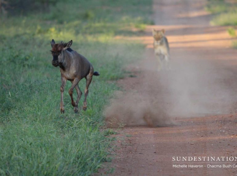 Chacma Lions Defeated After a Failed Attempt at Taking Down a Wildebeest