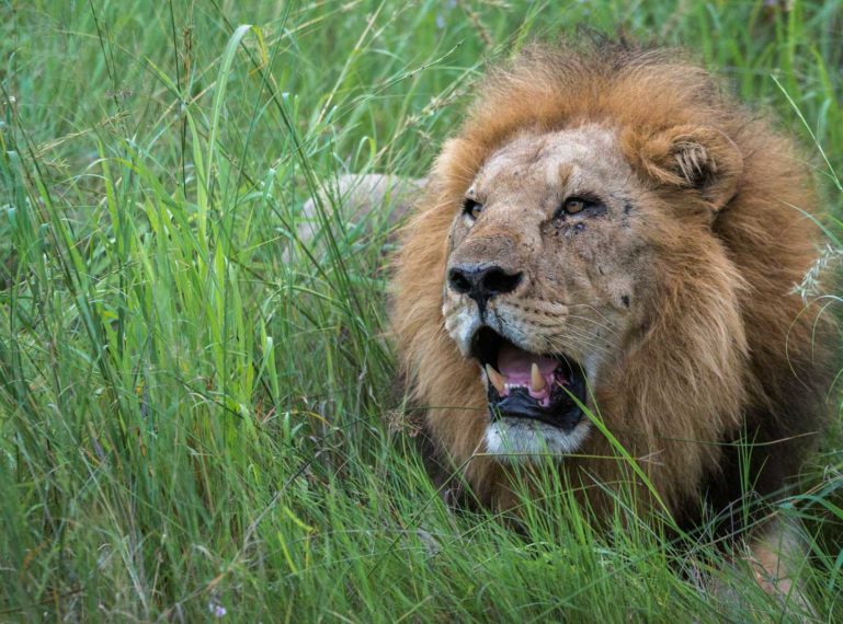 RAW Botswana, Motswiri Camp : Hefty Male Lions Devour Kill in the Selinda