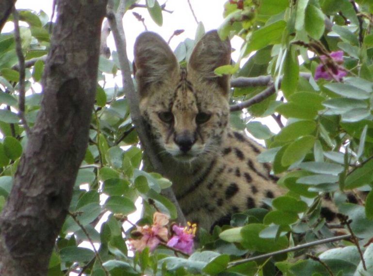 Searching for the Solitary Serval at Motswiri Camp in Botswana