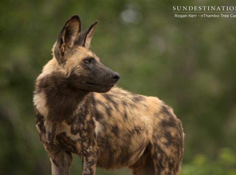 Videographer Rogan and Ranger Chade Find the Klaserie Wild Dogs