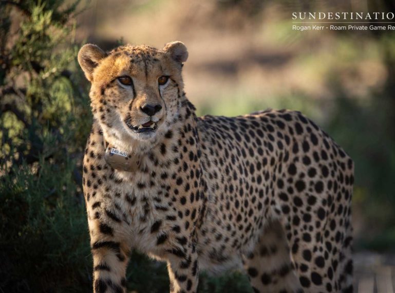 Roam Private Game Reserve Release Cheetah into the Great Karoo