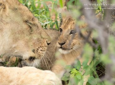 The Balule Nature Reserve seems to be on a winning streak when it comes to lion cub sightings. Spotting healthy lion cubs within a reserve is always a momentous occasion worthy of celebrating. Coupled with the new life emerging from under the shrubbery, the sleek leopards are also making an appearance in the Balule on […]
