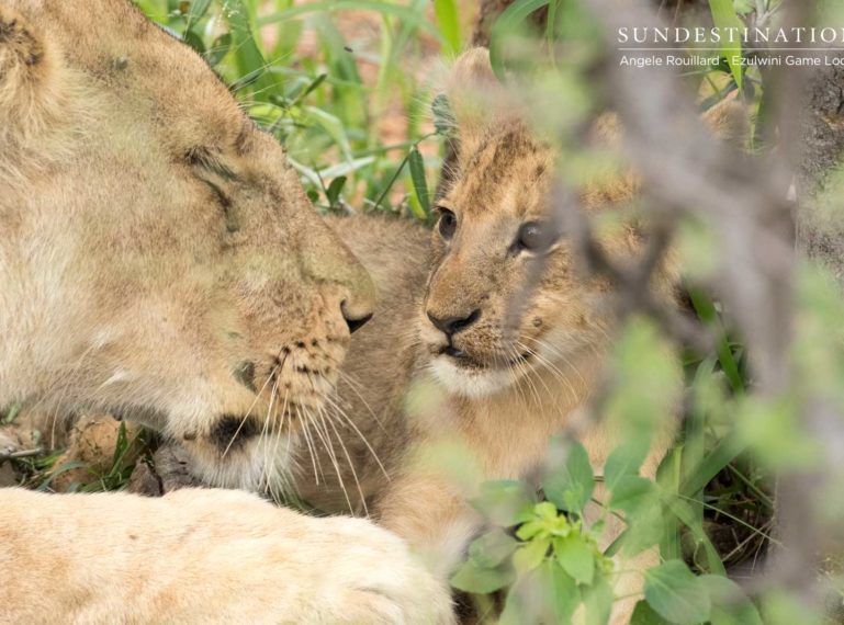 Lion Cubs and Leopards in the Balule Nature Reserve