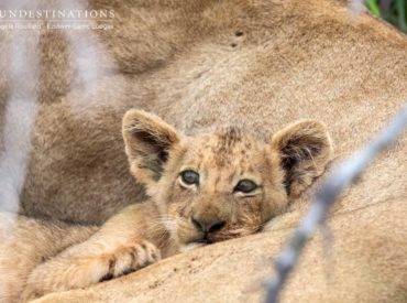 We’re onto our second edition of the Rangers Review but we’ve have been somewhat delayed due to the interruption of holidays and the Easter weekend. We figure you don’t mind waiting, provided we supply a wealth of images and updates from our side! From our remote Botswana camps to our easily accessible Kruger camps, lions […]