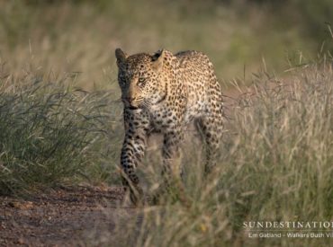 The slight and slender Sunset Dam leopardess moves with ease and grace through the low-lying shrubbery of the Timbavati Private Nature Reserve. The blackness of the night has been swallowed up by the eerie light of dawn, and there’s little doubt that she used the cover of darkness for pursuit of potential quarry. When the […]