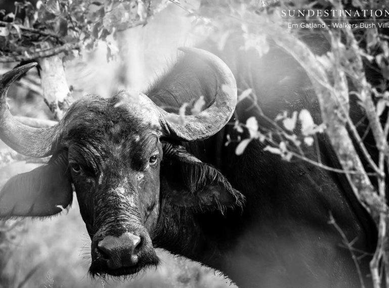 Showcasing the Timbavati’s Pachyderms and Bovids