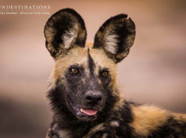 According to textbooks, May – August is the African wild dog’s denning period. This is when the dogs seem to cease their nomadic ways and individual packs lead a more sedentary lifestyle, and the timing is perfect given that it generally overlaps with the end of the impala rutting season. The end of the impala […]