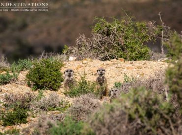 Our resident jack-in-the-box meerkats are a constant source of entertainment. They scurry around on all fours darting around foraging during the broad daylight, and occasionally bolt into an upright  position to scan the wilderness for signs of imminent threats. The first meerkat to bolt upright is called the sentinel. The sentinel has a key role to play […]