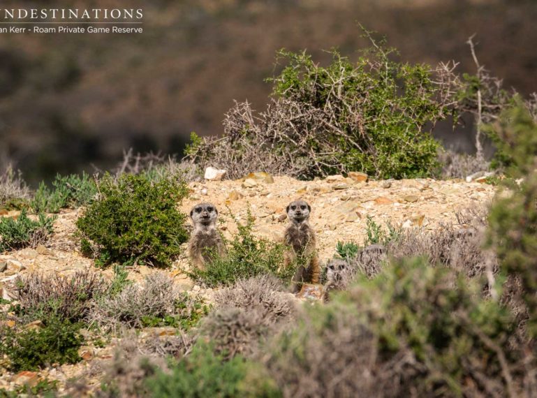 Roam Private Game Reserve is Home to a Mob of Entertaining Meerkats