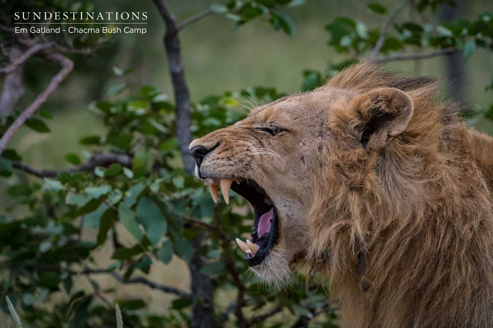 Maseke Male Lion Mating Chacma