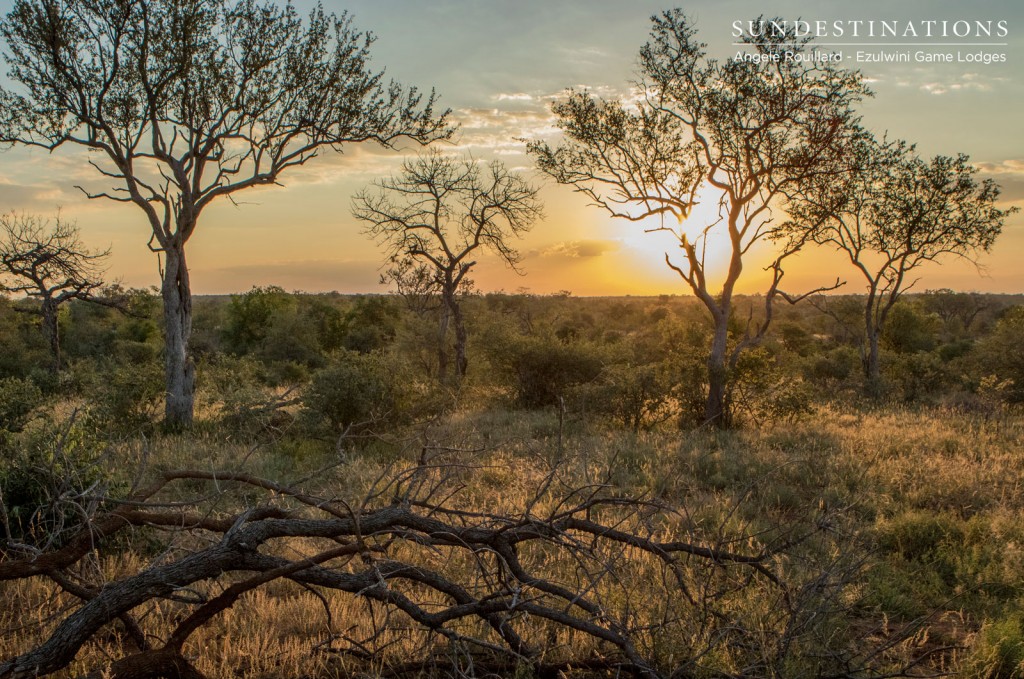 Balule Sunset Kruger
