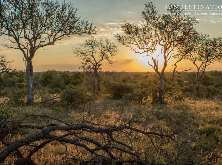 The Week in Pictures : Kruger is Crazy with Leopards