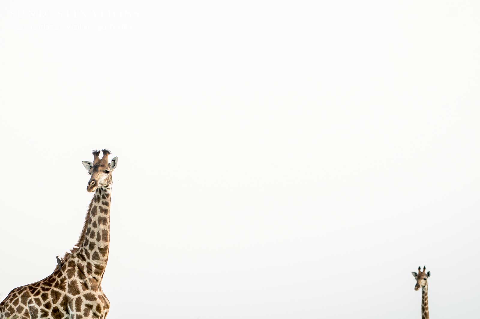 Giraffe in Timbavati