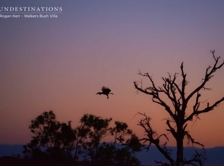 The Week in Pictures : Curing Your Monday Blues with Our Wildlife Images