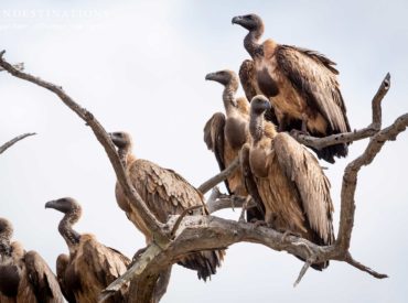 During the course of last week we relaunched our week in pictures, which means we are well into our 4th year of celebrating exquisite images from the Greater Kruger, Botswana and the Karoo. The beauty of week in pictures is that each week will be different, but the core remains the same – to celebrate the […]