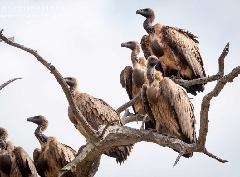 The Week in Pictures : Landscapes, Feeding Frenzy and Rivals