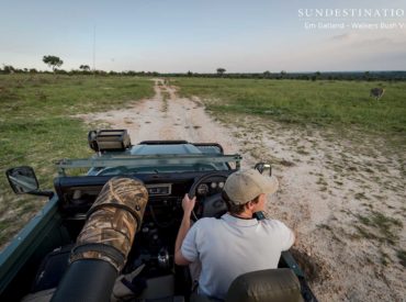 The game viewer crunches through the khaki bushveld flicking up loose sand as it navigates the sandy roads of the world-renown Timbavati Private Nature Reserve. The thick tread of the tyres collects grass spears and abandoned foliage as it trundles deep into the thickets of the mysterious savanna. Leading guide, Brett Horley, is behind the […]