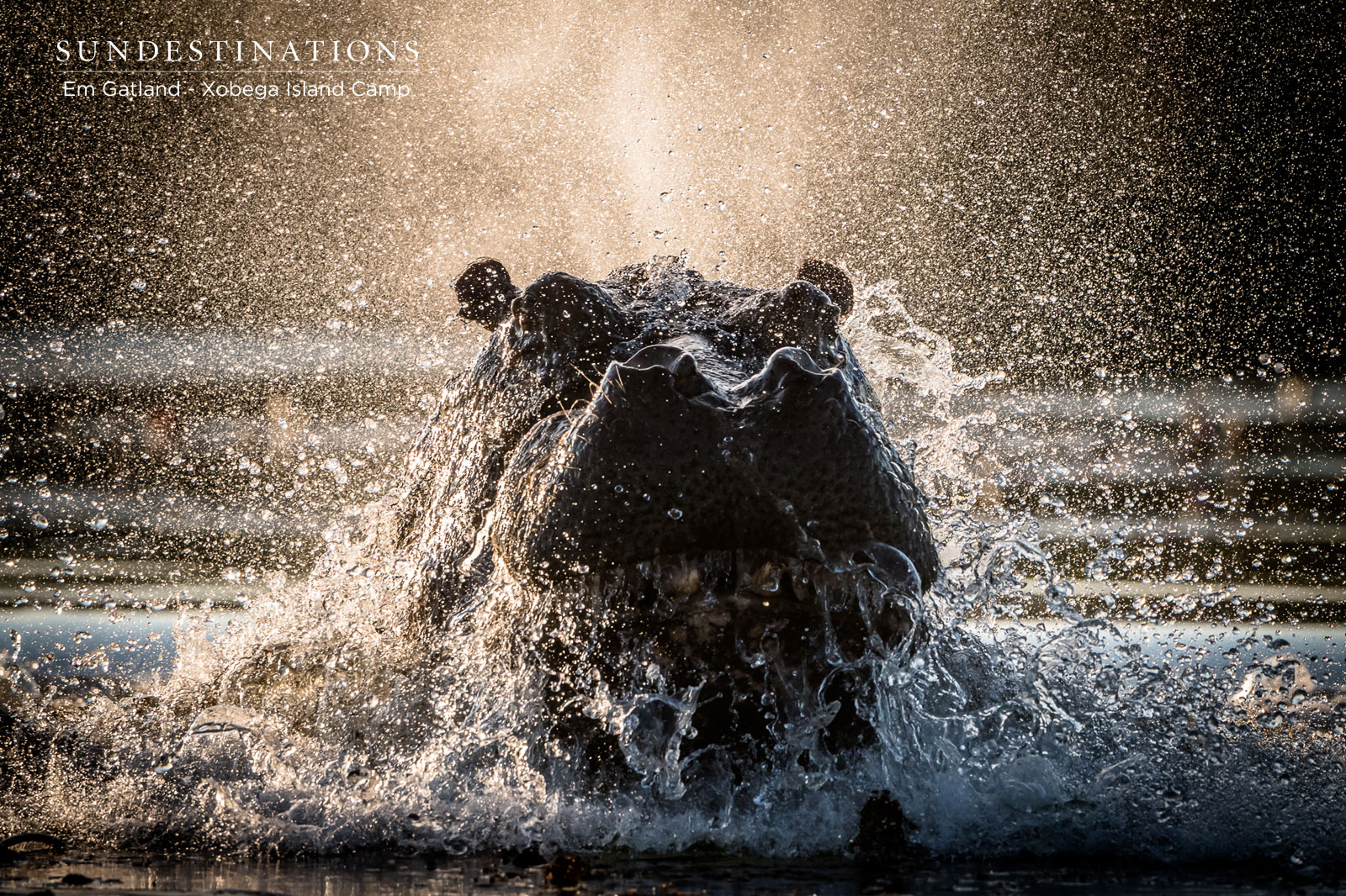 Xobega Hippos Okavango Delta