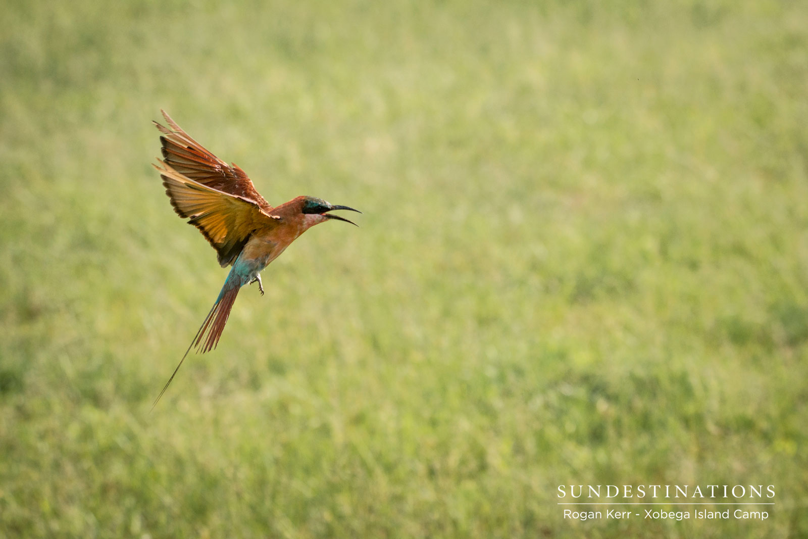 Xoebga Birding - Carmine bee-eater