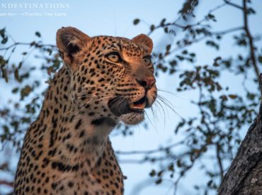 The leopard sightings have peaked in the Klaserie Private Nature Reserve over the past few weeks, and the nThambo Tree Camp and Africa on Foot traverse is fast becoming the central hub for Panthera pardus sightings. Long may this magnitude of sightings continue. It’s not the fleeting glimpses of the whir of mottled rosettes disappearing into the bush […]