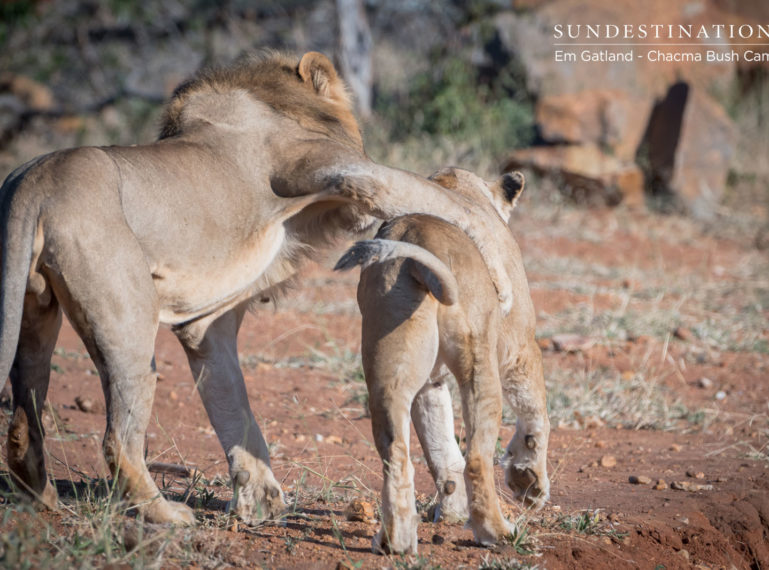 Maseke Male Lion and Lamai Female Enjoy a Tryst in the ‘Veld