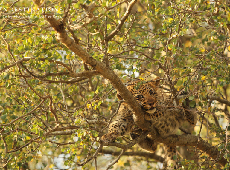 Cute Leopard Cubs in the Klaserie Private Nature Reserve
