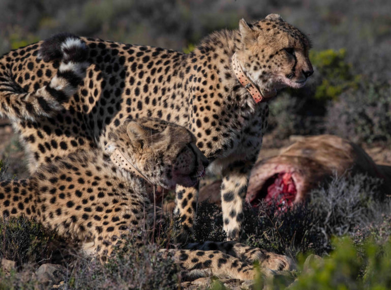 Cheetah at Roam Private Game Reserve Conduct Their First Kill in the Karoo