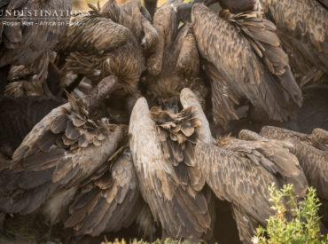 There are many different ways to photograph the mundane. With the right light, a unique angle and an emotional look from wildlife, it is quite possible to turn a mundane scene into something spectacular. A frontal view of the commonly spotted impala or scatterbrained guinea fowl can be stagnant. But bathe them in golden light […]