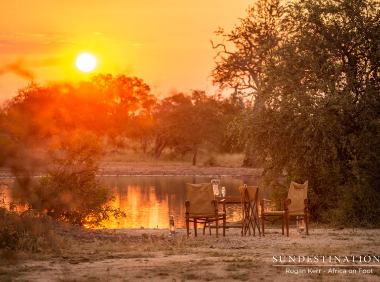 Week in Pics : Lions in the Limelight, Birds in the Daylight