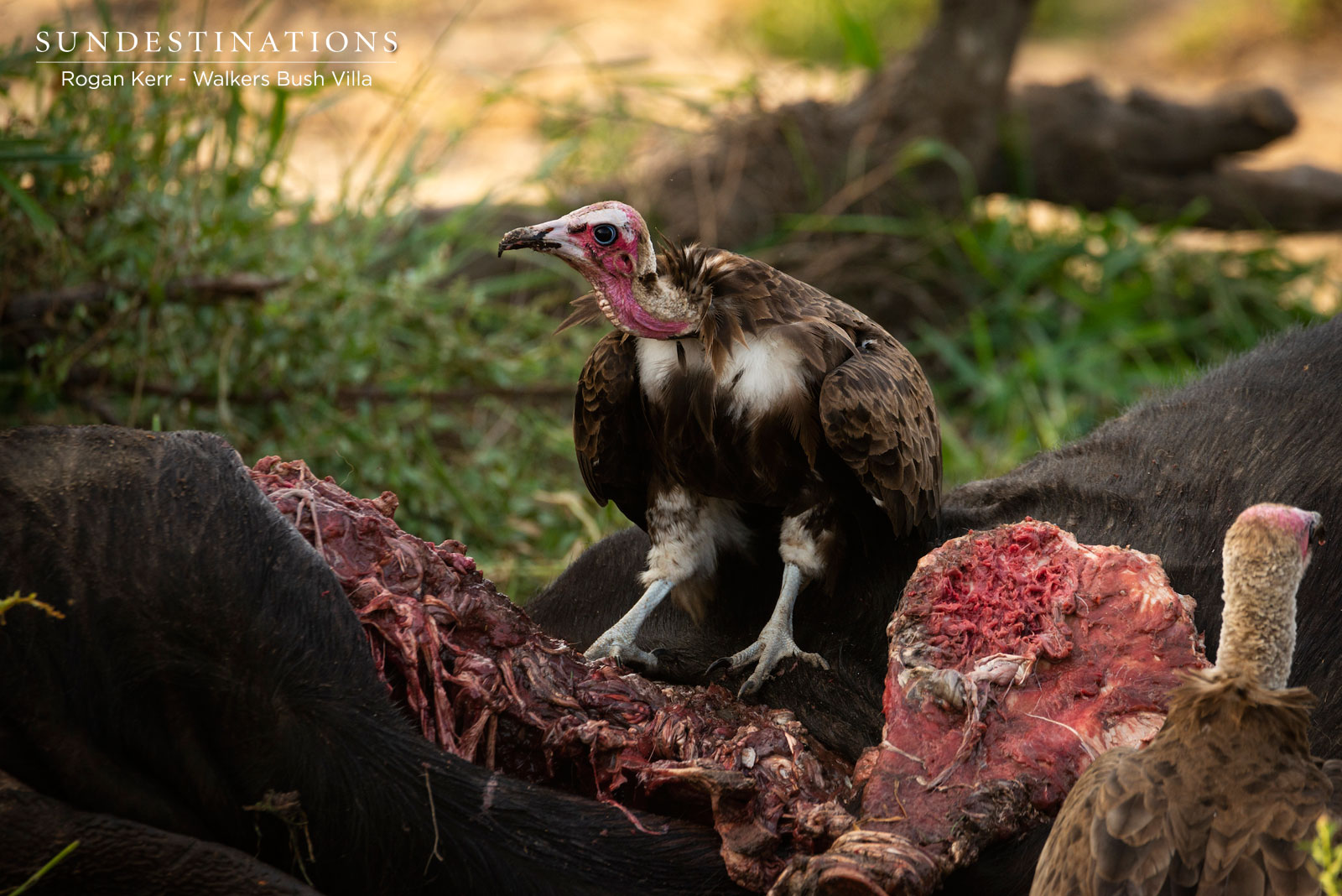 Walkers Bush Villa Vulture