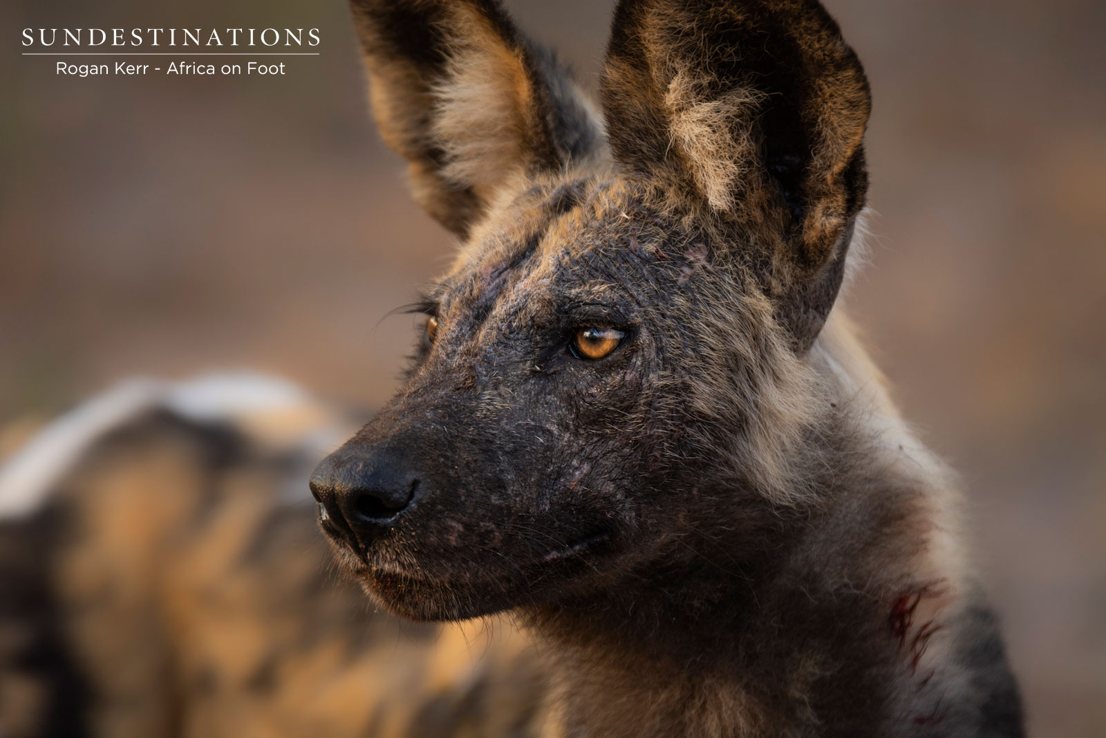 Africa on Foot Wild Dogs