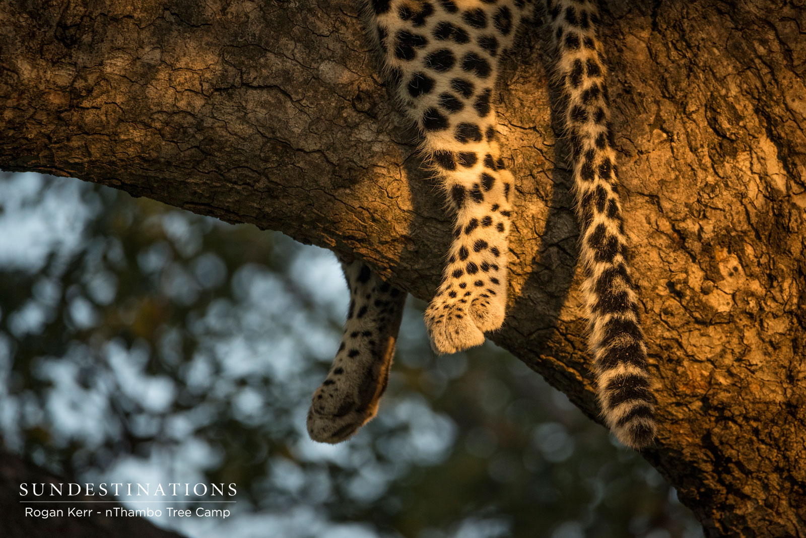 Leopard Legs Straddling Tree