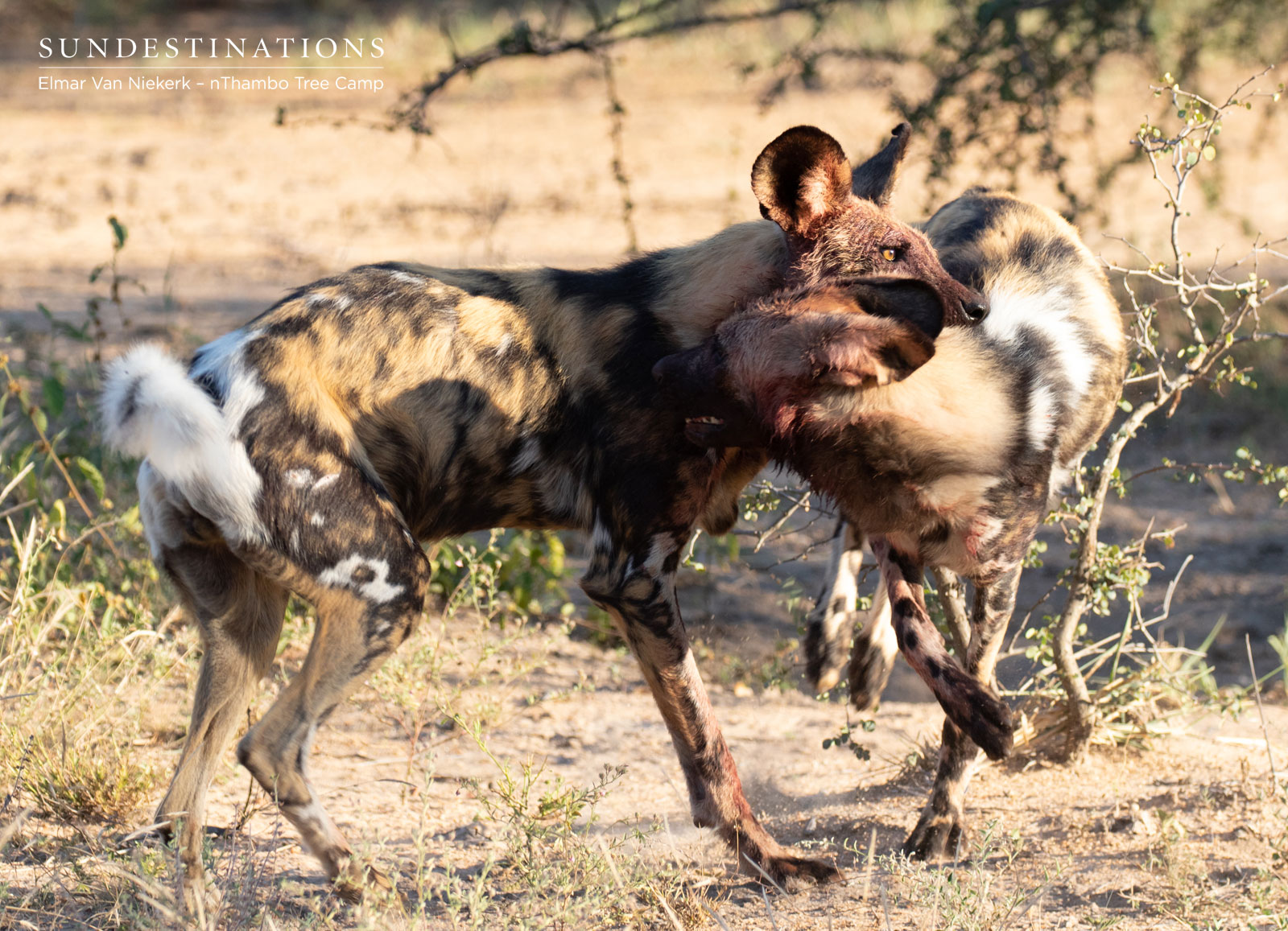 African Wild Dogs Klaserie