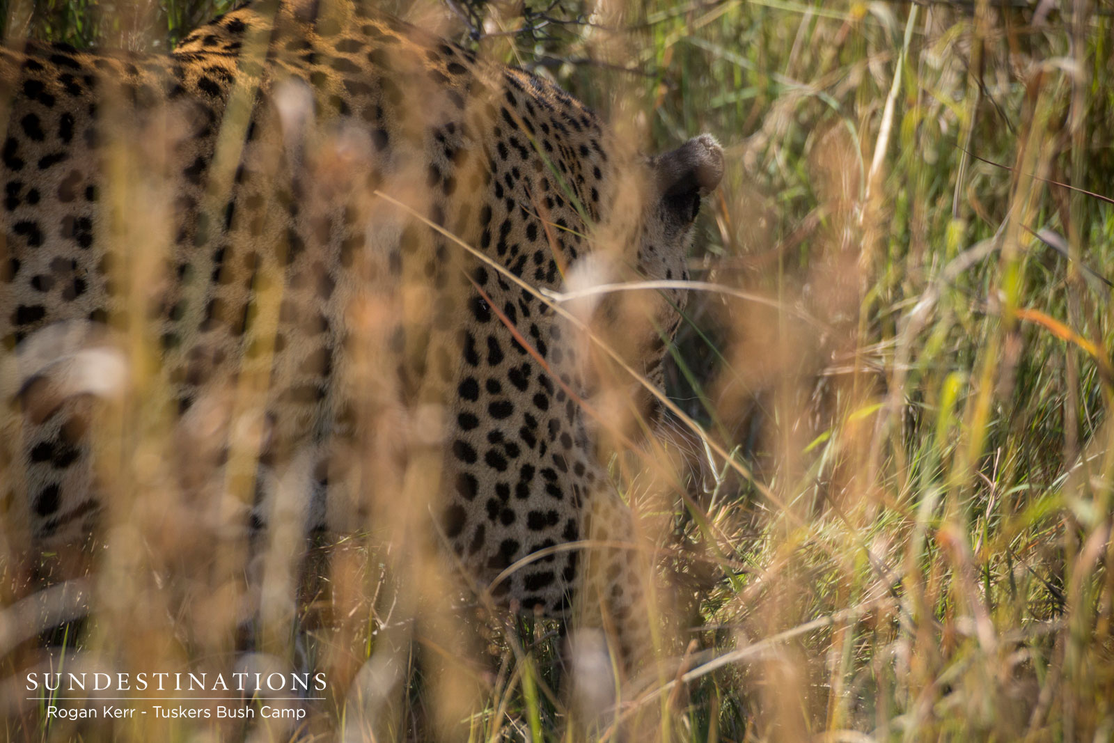 Leopard Tuskers Bush Camp