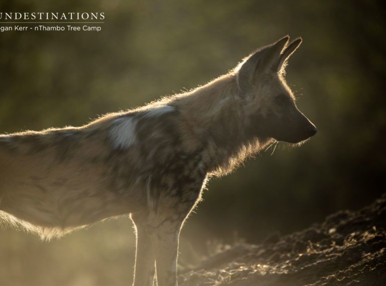 Frenzied Wild Dogs Fervently Devour an Impala Kill