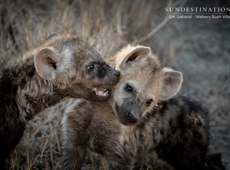 We Found Cute Hyena Cubs While on Drive with Walkers Bush Villa
