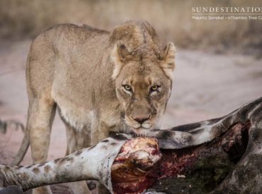 There are a number of resident lion coalitions and prides on Africa on Foot and nThambo’s traverse. These are the local battle-scarred kings and queens that have staked their claim on the land around camps, and frequently put on award-winning shows for guests. The ever-shifting pride dynamics ensure things are never static with our lions, and we’re often gifted […]