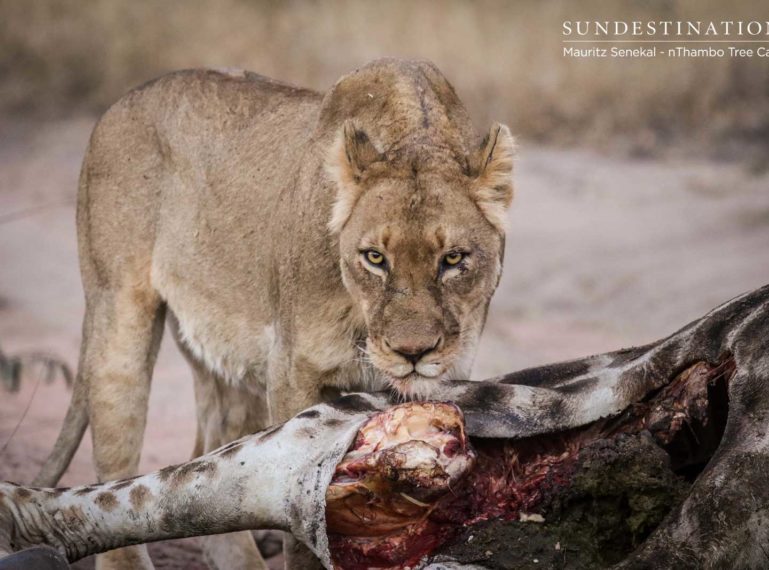 Skittish Lions Feast on Giraffe Kill for Days