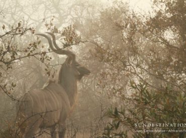 We can never anticipate what we’ll see scurrying and loping through the bushveld while we’re on safari. Eager safari goers arrive at their destinations with a certain level of expectation, and a tick-list of the “must sees”. The wild natural world around us doesn’t care about your safari bucket list, and constantly seeks to disappoint […]