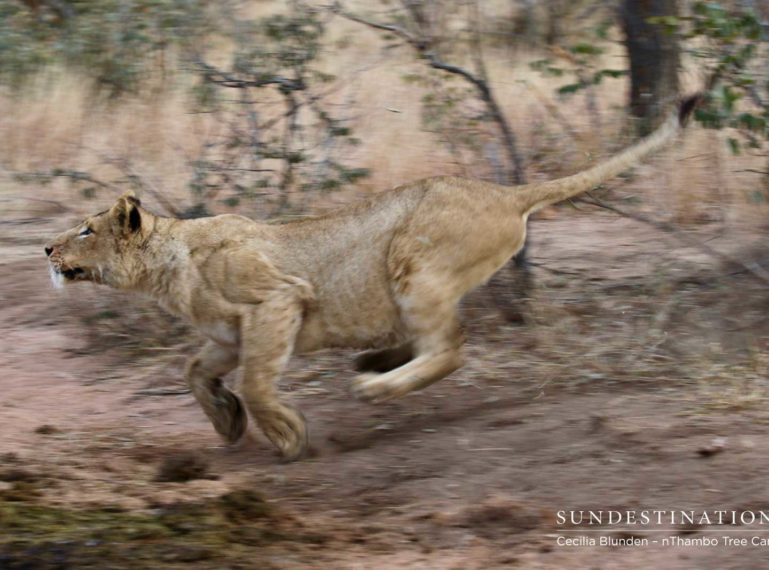 The Week in Pictures : Big Cats Enjoy a Banquet of Delights