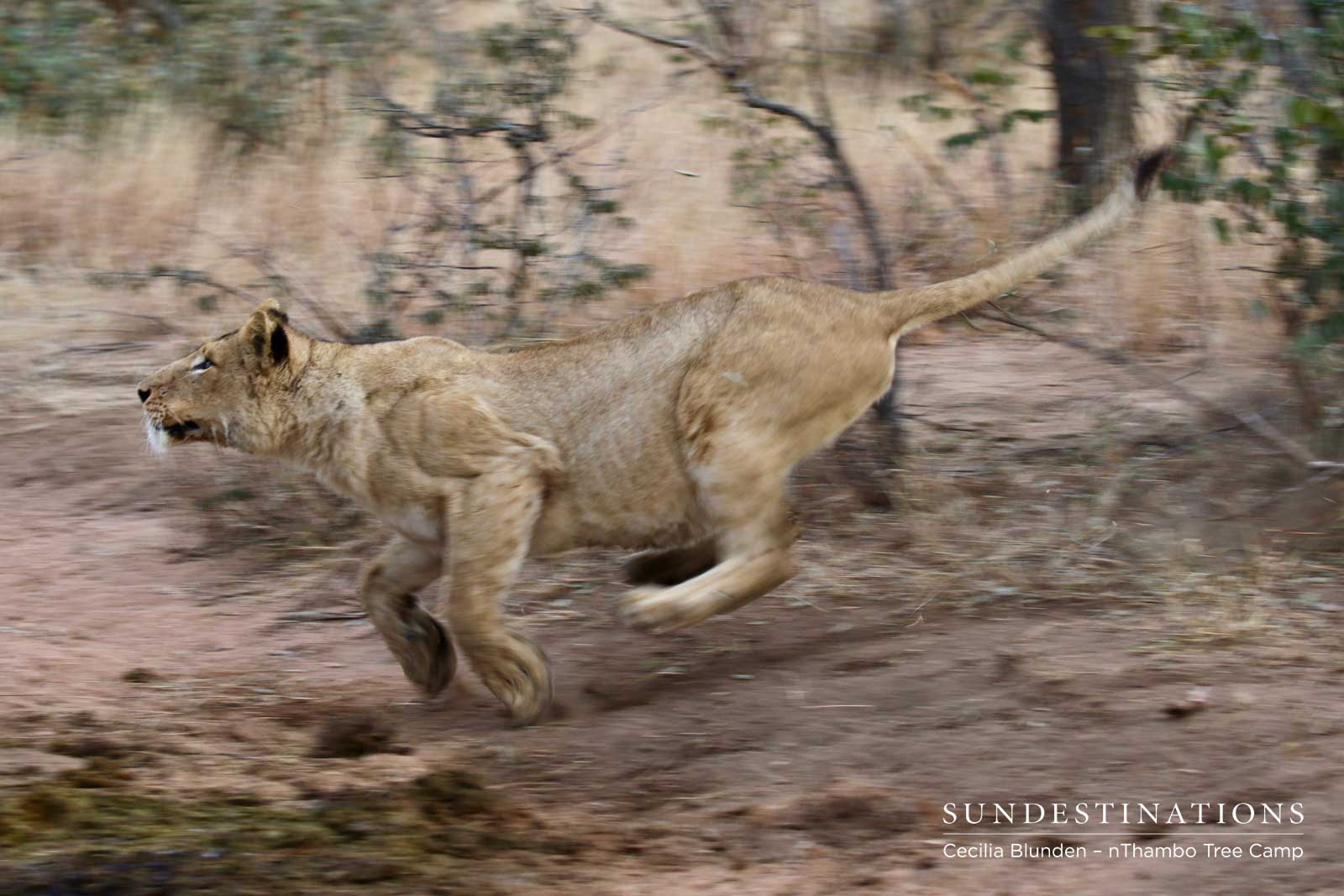 Lion on the Move