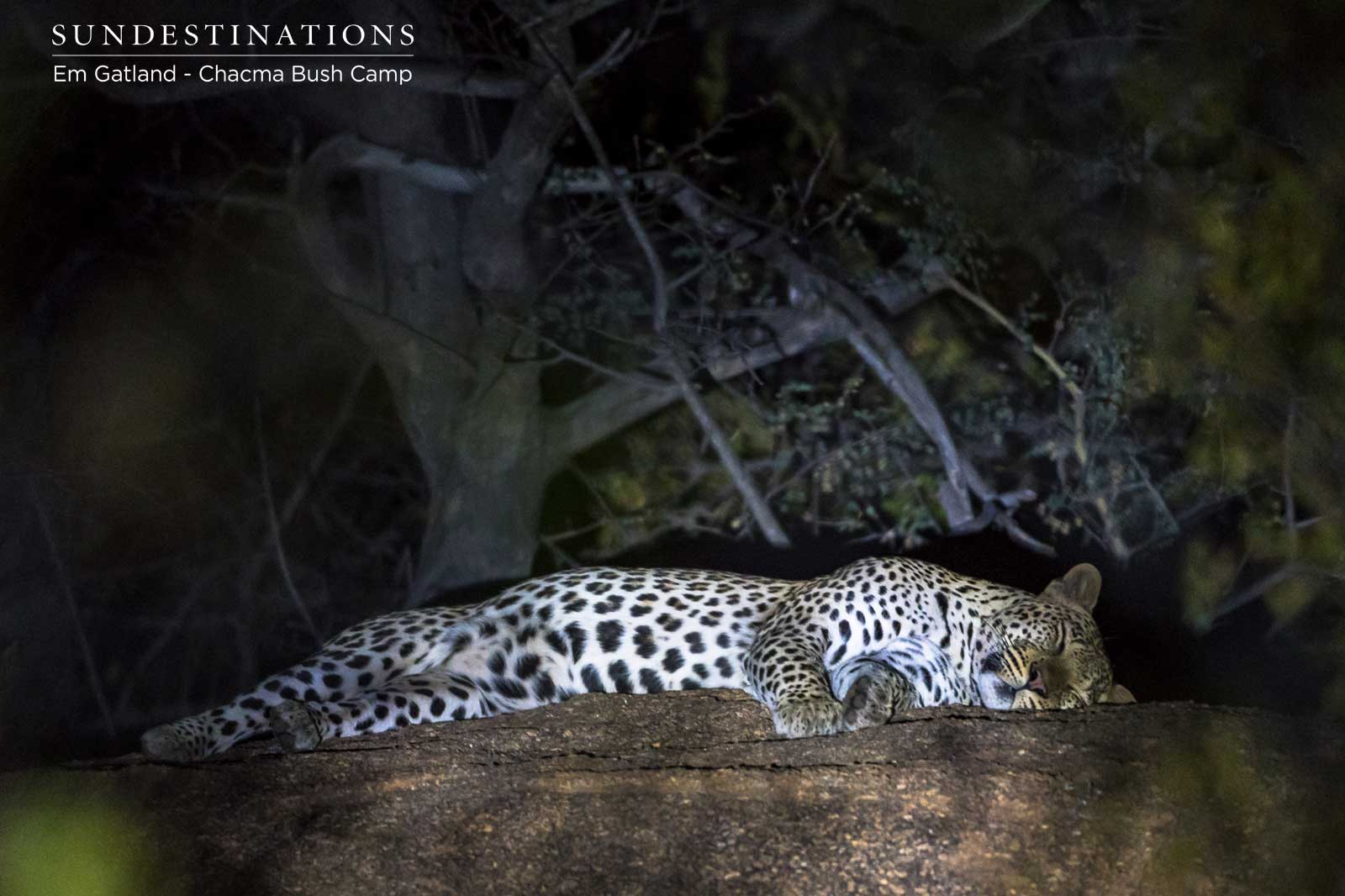 Chacma Leopard in Maseke Game Reserve
