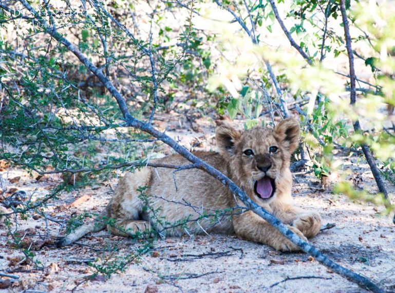 The Week in Pictures : Abstract Scenes in the Bushveld