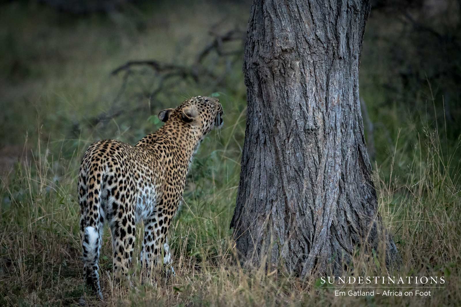 Leopard Africa on Foot