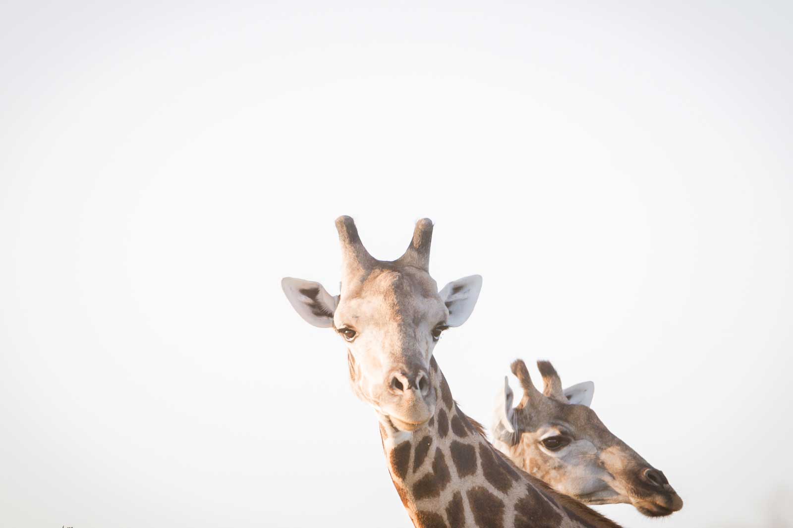 Giraffe at RAW Botswana, Motswiri Camp