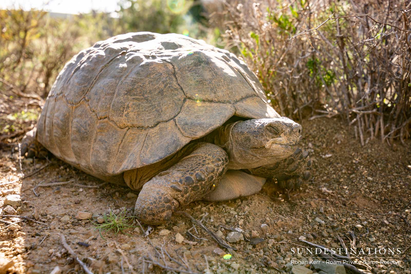 Roam Private Game Reserve Tortoise